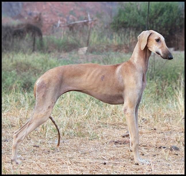 mudhol