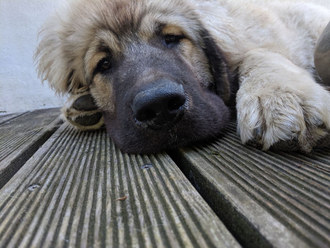caucasian