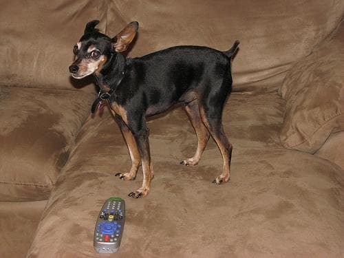 miniature