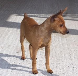 miniature