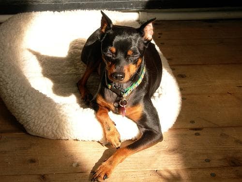 pinscher