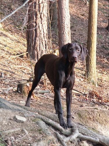 pointer