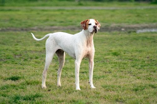 pointer