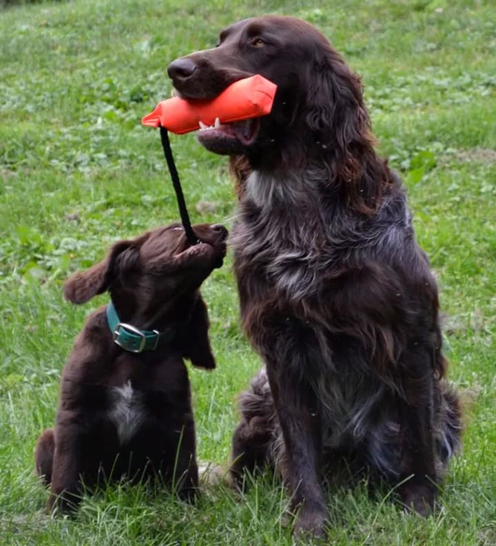 germanlonghair